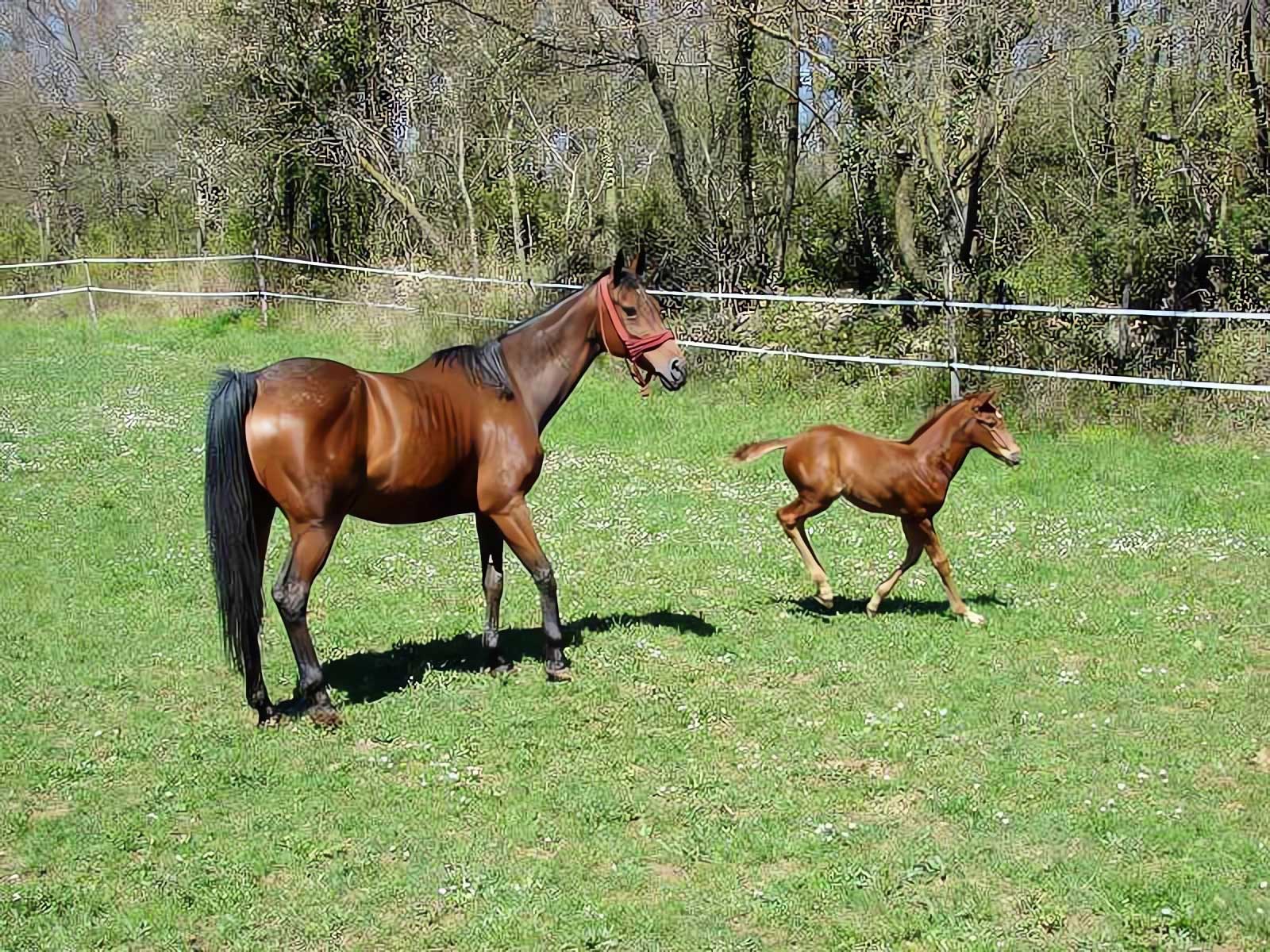 Mustang Farm